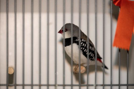 Diamantvink......
